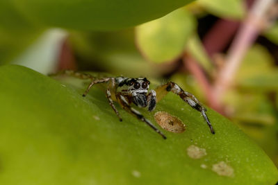 Close-up of spider on leaf