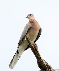 Low angle view of bird perching on wood against clear sky