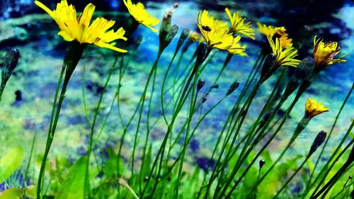 Close-up of yellow flowers