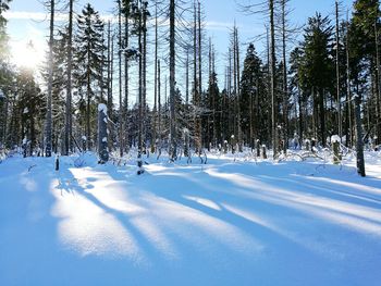 Trees against sky during winter