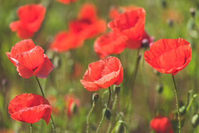 Close-up of red poppy flowers on field