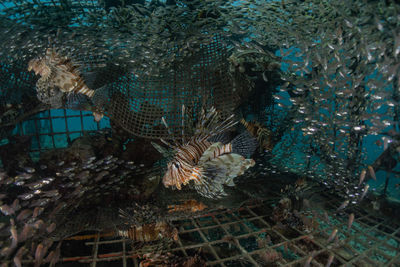 Fish swimming in sea