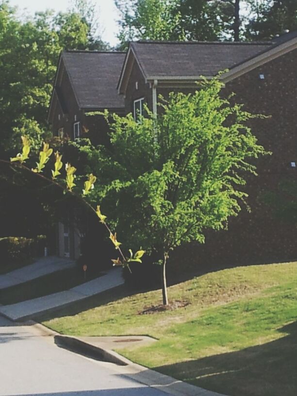 tree, building exterior, growth, green color, built structure, architecture, sunlight, plant, house, shadow, nature, grass, day, outdoors, lawn, front or back yard, no people, park - man made space, sky, branch