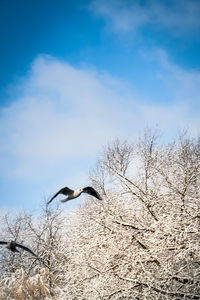 Low angle view of bird flying against clear sky