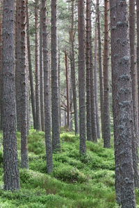 Pine trees in forest