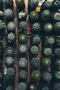 Full frame shot of succulent plants in market