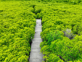 Aerial view green mangrove forest. carbon storage, climate change mitigation, and conservation