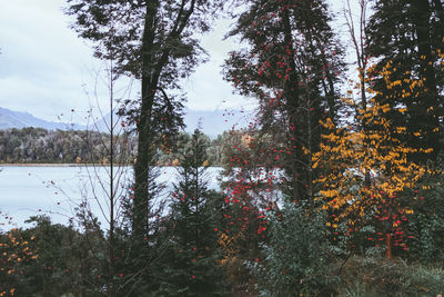 Trees by lake against sky during autumn