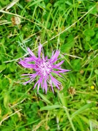 Close-up of purple flower