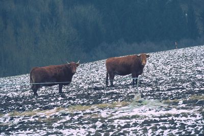 Horse standing on snow covered land