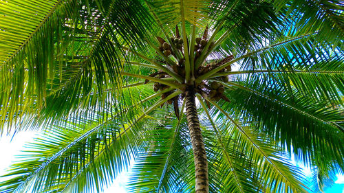 Low angle view of palm trees