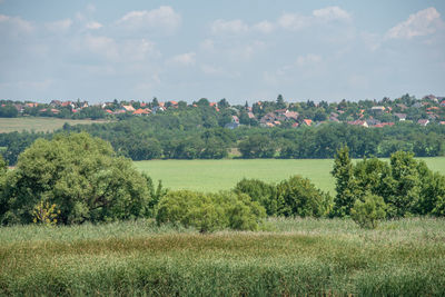 Trees on field against sky