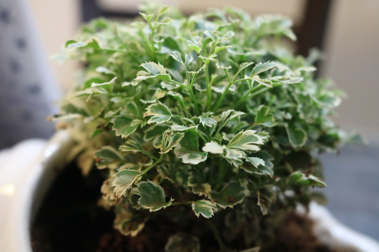 CLOSE-UP OF FRESH GREEN PLANT IN POT