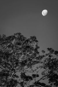 Low angle view of tree against clear sky