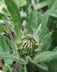 Close-up of wet plant