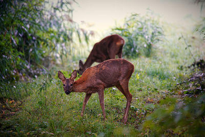 Deer in a field