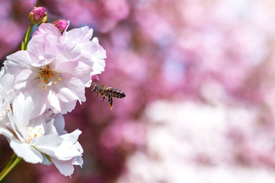 The bee flies around the sakura flowers. copy. selective focus. spring background.