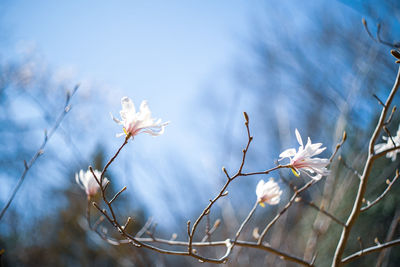 Close-up of magnolia against sky