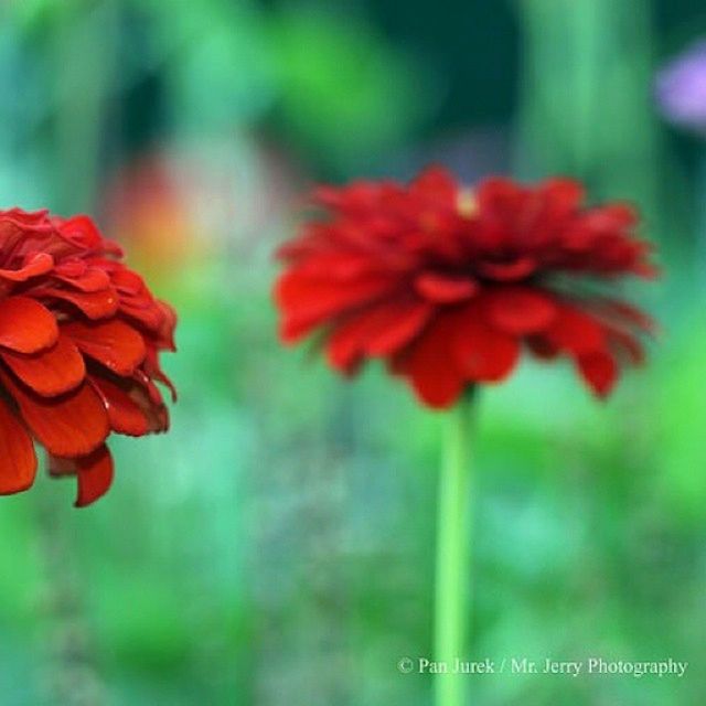 flower, petal, freshness, red, fragility, growth, flower head, focus on foreground, beauty in nature, blooming, close-up, plant, nature, stem, park - man made space, in bloom, orange color, selective focus, no people, day