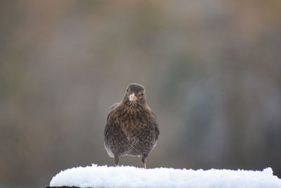 Close-up of bird perching on snow