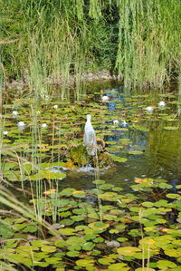 High angle view of gray heron in lake