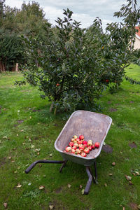 View of apple on grass in field