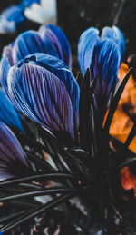 Close-up of purple flowering plant