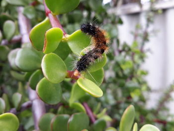 Close-up of bee on plant