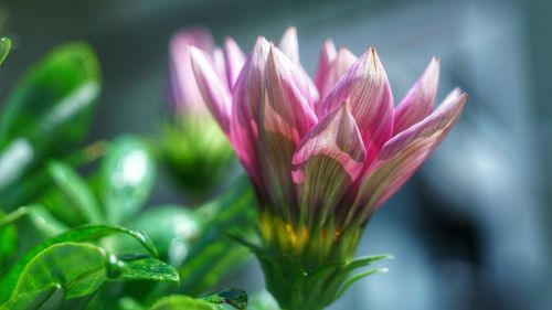 Close-up of flower blooming outdoors