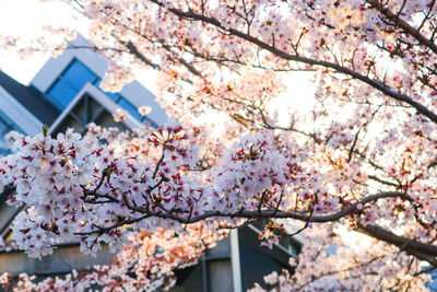 Low angle view of pink flowering tree by building