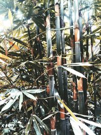 Full frame shot of bamboo trees