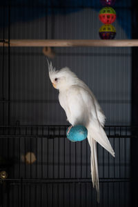 Close-up of a bird in cage