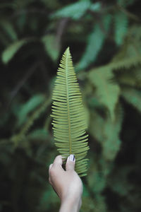 Cropped image of hand holding fern leaves