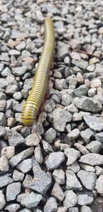 High angle view of insect on rock