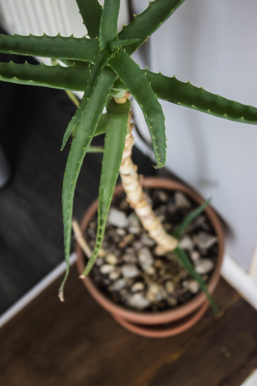 HIGH ANGLE VIEW OF POTTED PLANT IN POT