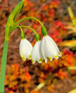 Close-up of white flowering plant