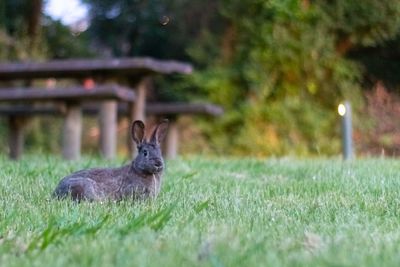 View of a cat on field