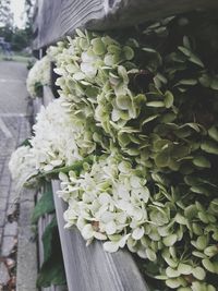 Close-up of flowers