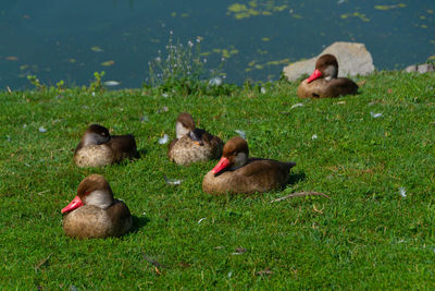 Ducks on grass by lake