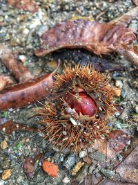 Close-up of caterpillar in nest