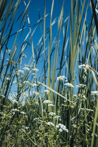 Close-up of plants on field against blue sky