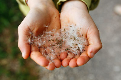 Dandelion seeds in hands of a child