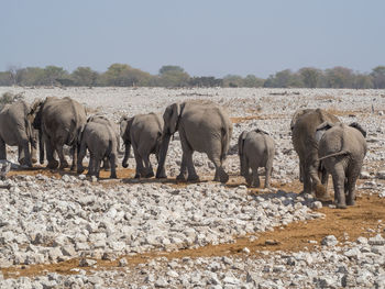 Herd of african elephants walking on path in arid landscape, etosha national park, namibia, africa