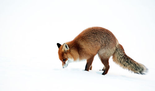 Side view of red fox on snow covered field