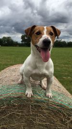Close-up portrait of dog on grass