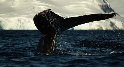 Humpback whale tail in sea against snowcapped mountain