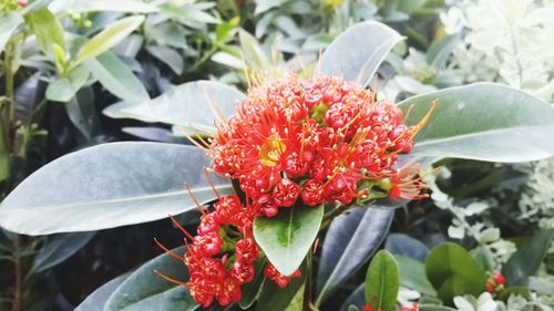 Close-up of flowers blooming outdoors