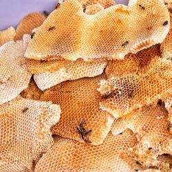 Bees on honeycomb