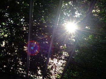 Sun shining through trees