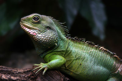 Close-up of lizard